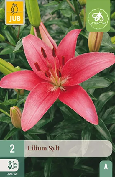 Hovedbilde Asiatisk lilje 'Sylt' - Lilium, 2 stk.