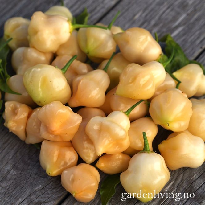 Hovedbilde Chilipepper 'Sugar Rush Peach Bell' - Capsicum baccatum