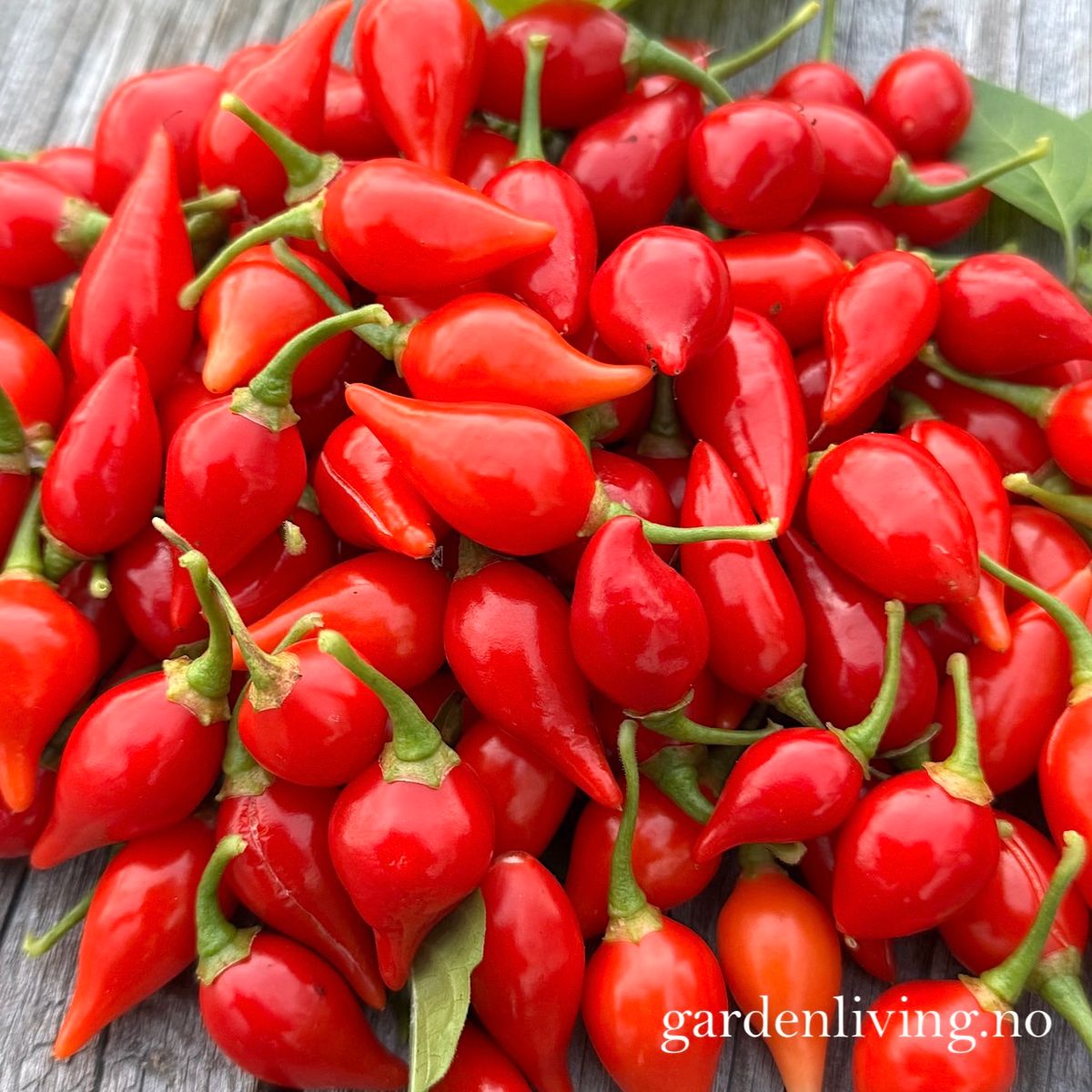 Chilipepper 'Biquinho Red' - Capsicum annuum