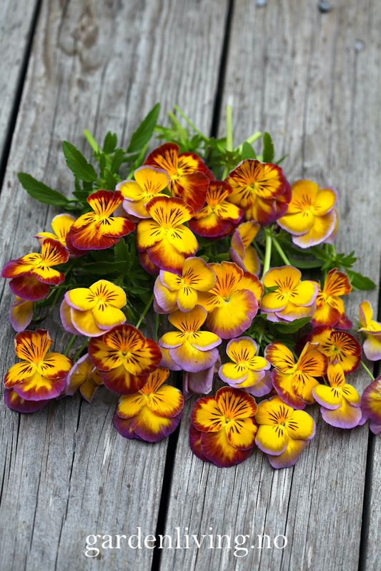 Stemorsblomst 'Ultima Radiance Mixed' - Viola x wittrockiana