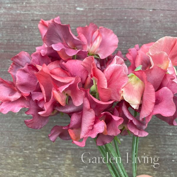 Hovedbilde Blomsterert 'Kings Ransom' - Lathyrus odoratus 