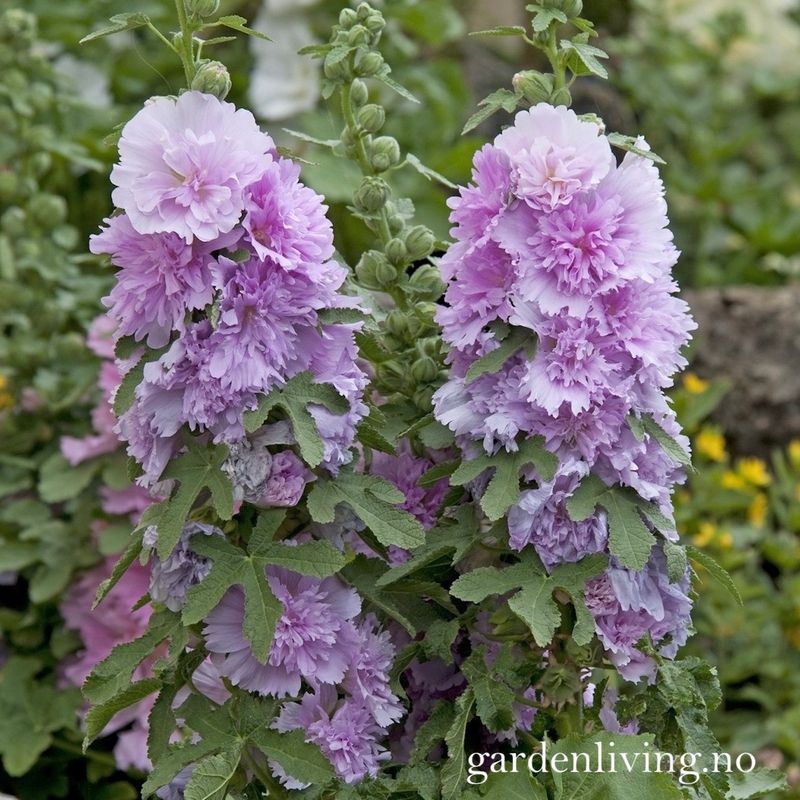 Stokkrose 'Spring Celebrities Lilac'- Alcea rosea