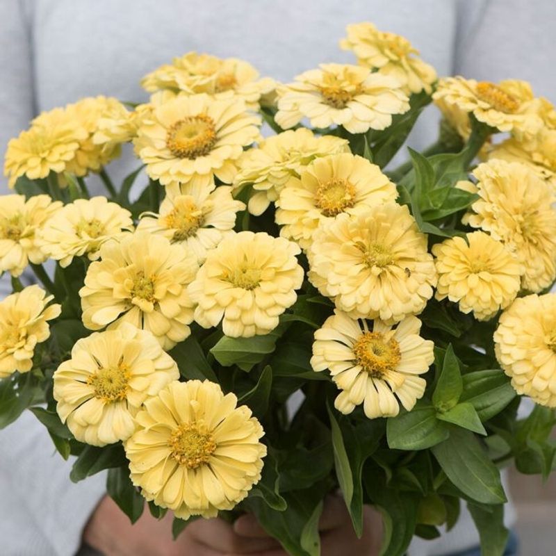 Sinnia 'Isabellina' - Zinnia elegans