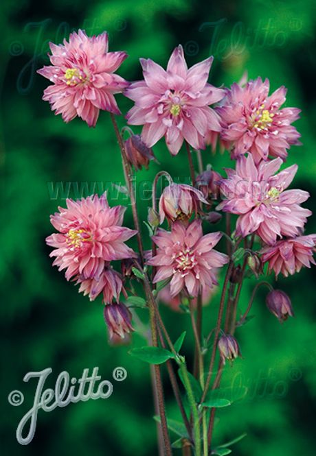 Hovedbilde Akeleie 'Rose Barlow' - Aquilegia vulgaris 