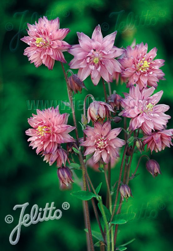Akeleie 'Rose Barlow' - Aquilegia vulgaris 