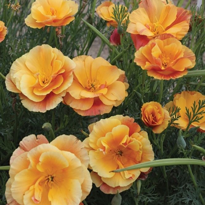 Hovedbilde Kaliforniavalmue 'Apricot Peach Mixed' - Eschscholzia ...