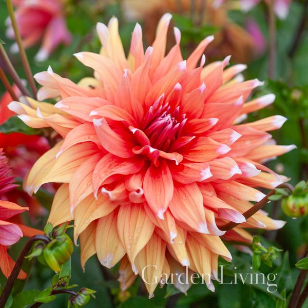 Hovedbilde Georgine 'Colour Spectacle' - Dahlia x cultorum, 1 stk.