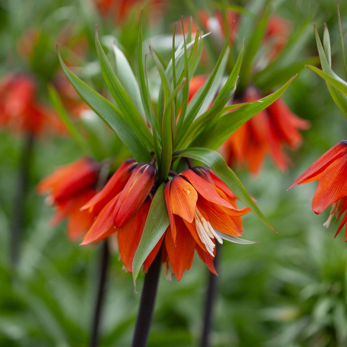 Keiserkrone 'Aurora' - Fritillaria imperialis - 1 stk