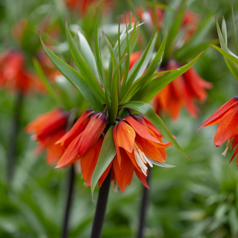 Keiserkrone 'Aurora' - Fritillaria imperialis - 1 stk