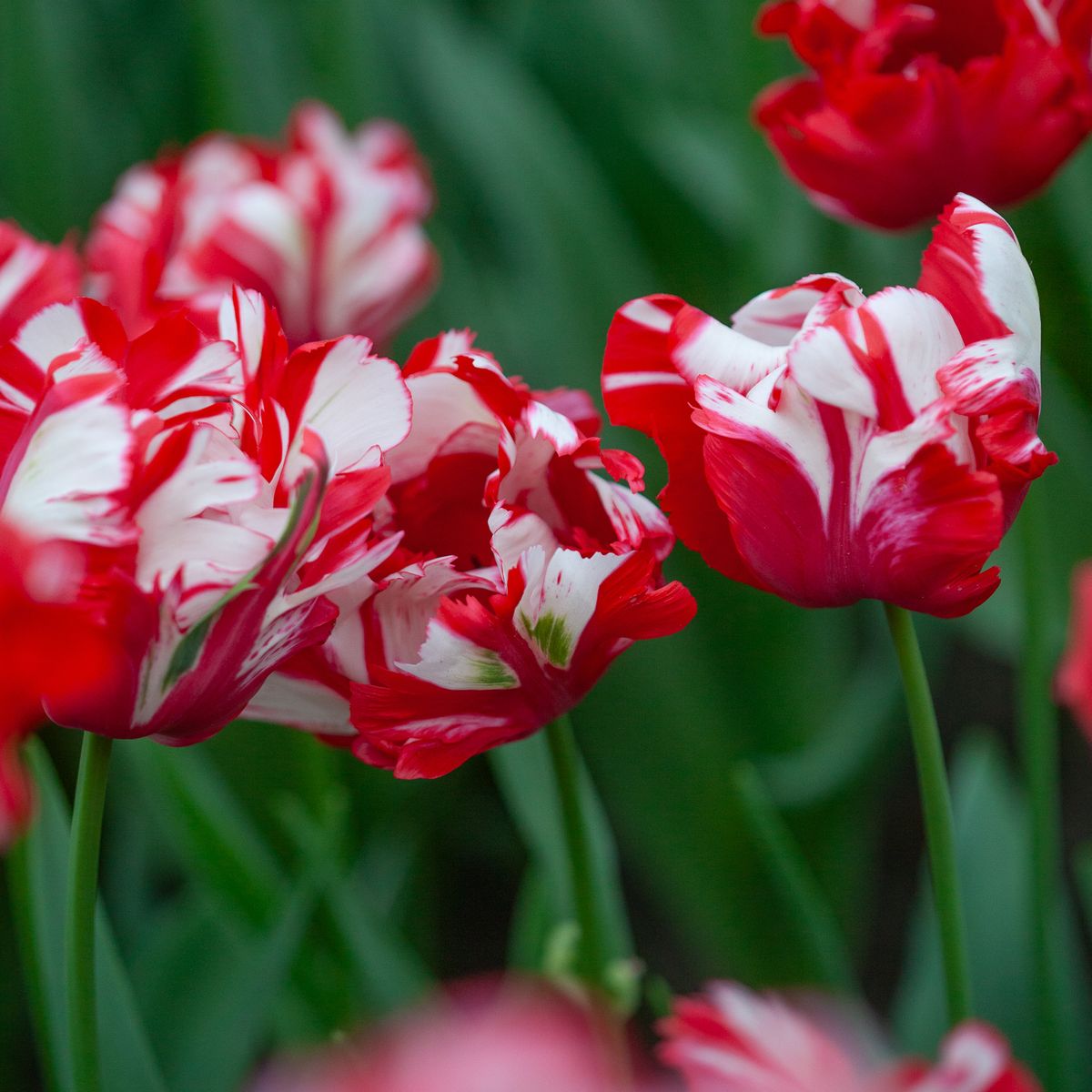 Tulipan 'Estella Rijnveld', papegøyeblomstrende - 7 stk