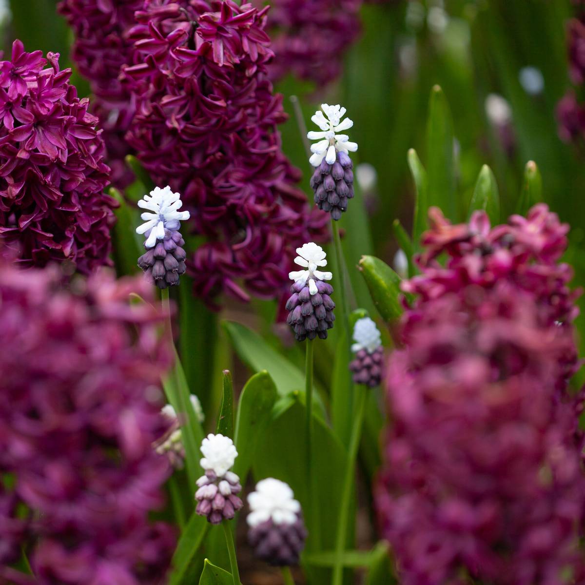 Indigoperleblomst 'Grape Ice' - Muscari latifolium - 7 stk