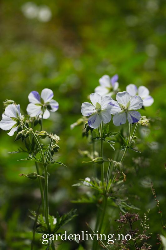 Engstorkenebb 'Splish Splash' - Geranium pratense
