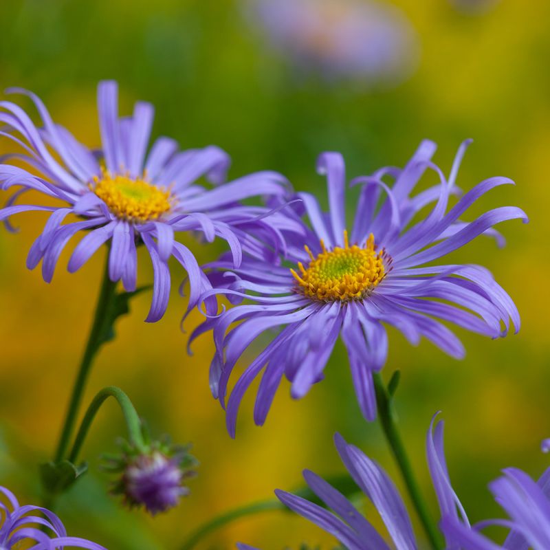Aster x frikartii ’Mönch’