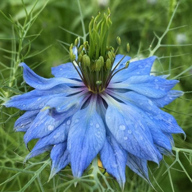 Hovedbilde Damaskussvartfrø 'Miss Jekyll Light Blue' - Nigella ...