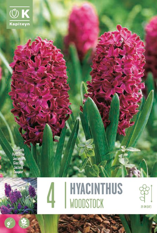 Svibel 'Woodstock' - Hyacinthus - 4 stk