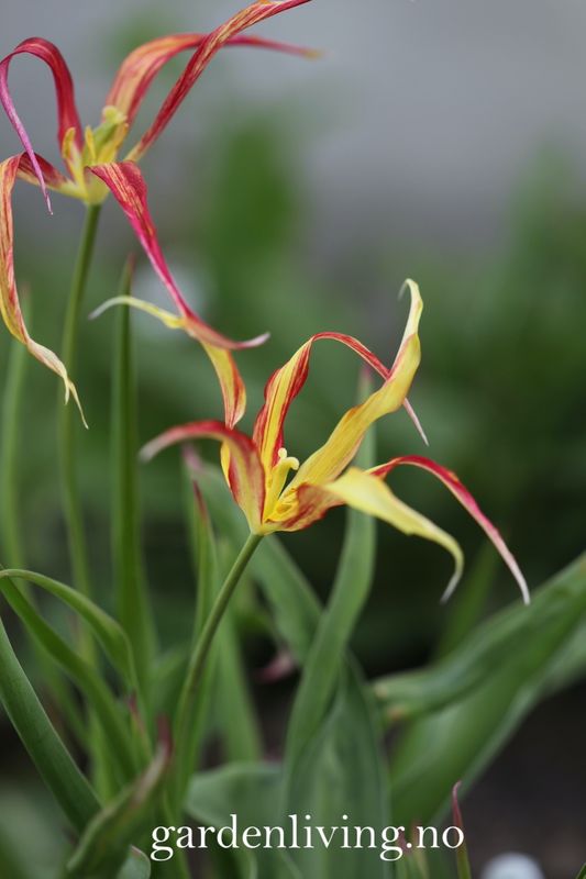 Tulipa acuminata - 1 stk 