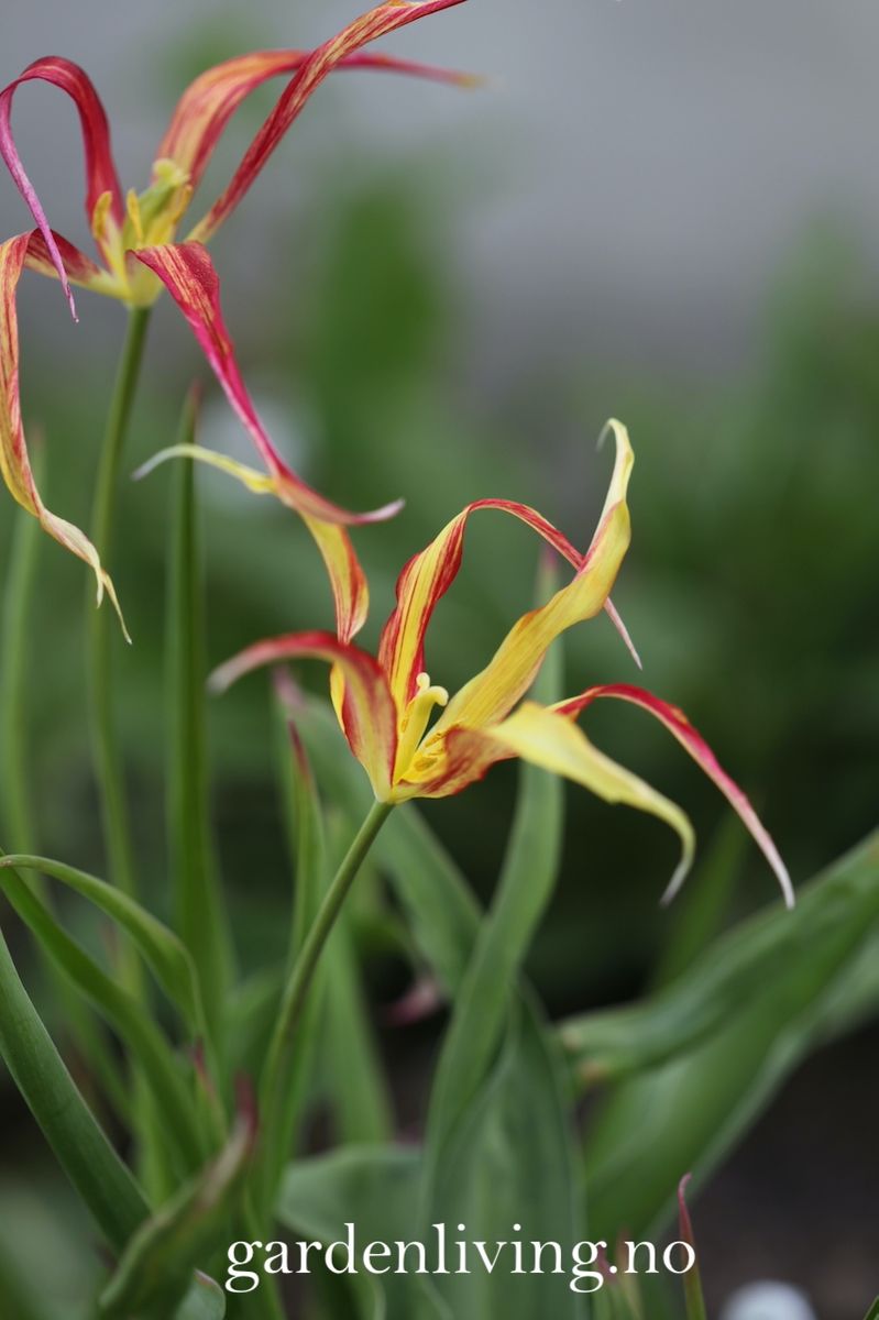 Tulipa acuminata - 1 stk 