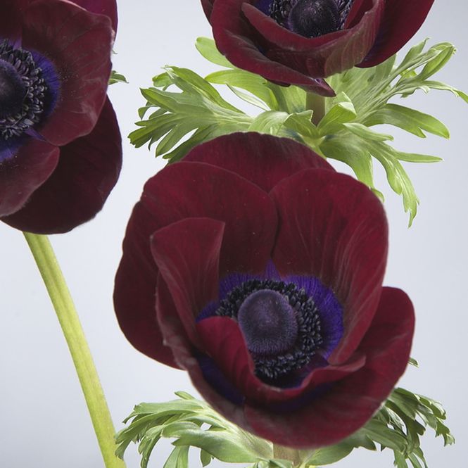 Hovedbilde Kronsymre 'Carmel Vin Bordeaux' - Anemone coronaria, 10 ...