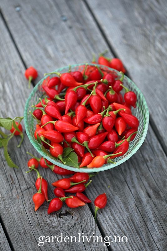 Chilipepper 'Biquinho Red' - Capsicum annuum