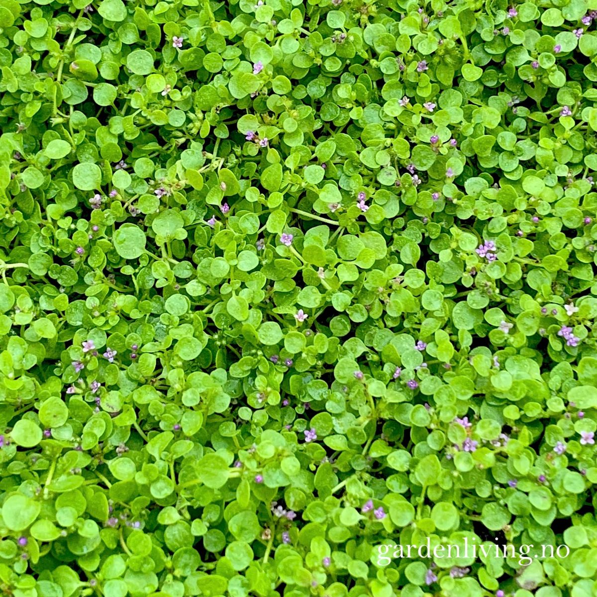 Korsikamynte - Mentha requenii