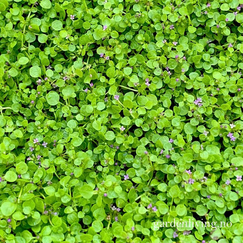 Korsikamynte - Mentha requenii