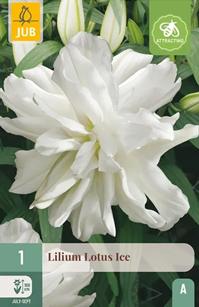 Hovedbilde Orientalsk lilje, dobbel 'Lotus Ice', 1 stk