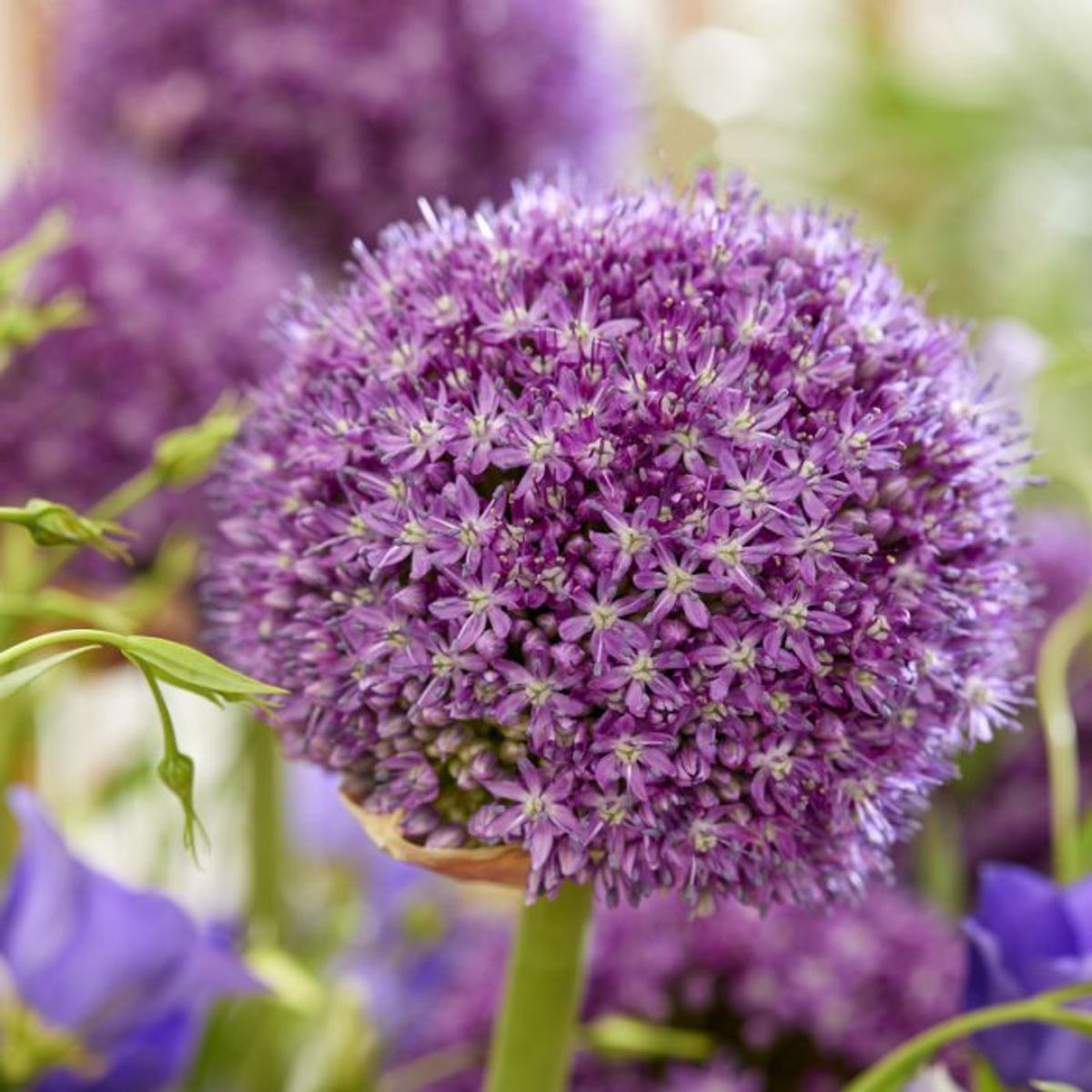 Kjempeløk 'Ambassador' - Allium giganteum - 1 stk