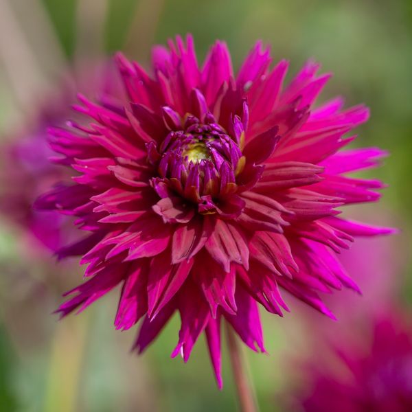 Hovedbilde Georgine 'Ambition' - Dahlia x cultorum, 2 stk.