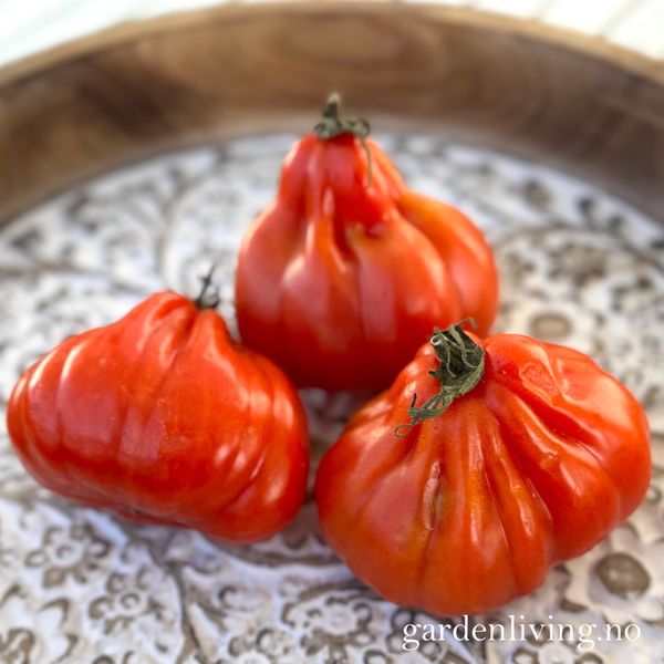 Hovedbilde Drivhustomat 'Coração de Boi', biff - Lycopersicon ...