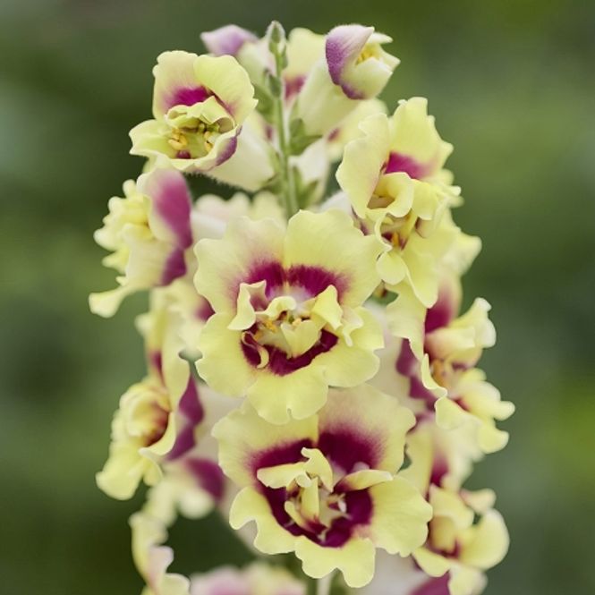 Hovedbilde Løvemunn 'DoubleShot™ Yellow Red Heart' F1 - ...