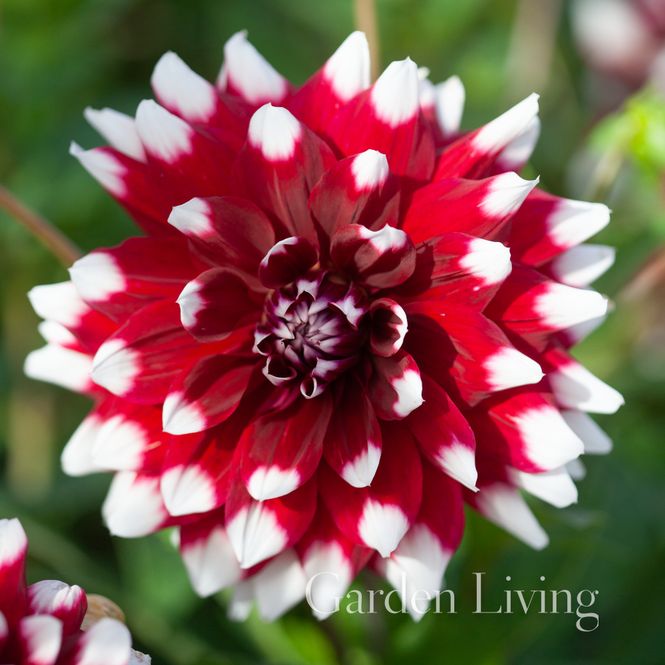Hovedbilde Georgine 'Duet - Dahlia x cultorum, 1 stk.
