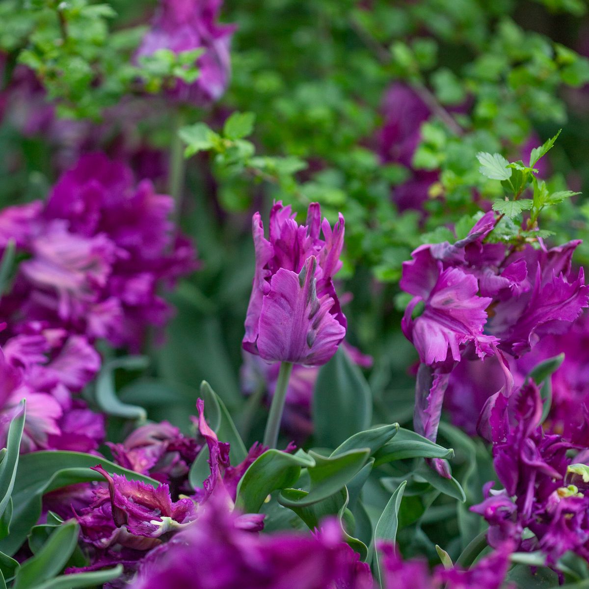 Tulipan 'Parrot Negrita', papegøyeblomstrende - 7 stk