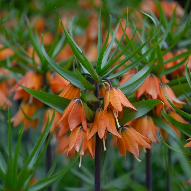 Hovedbilde Keiserkrone 'Sunset’ - Fritillaria imperialis - 1 st