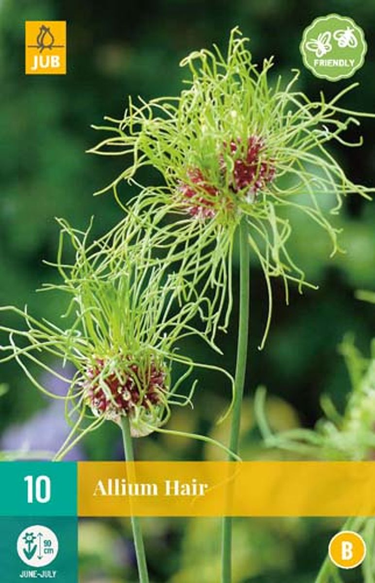 Strandløk 'Hair' - Allium - 10 stk 