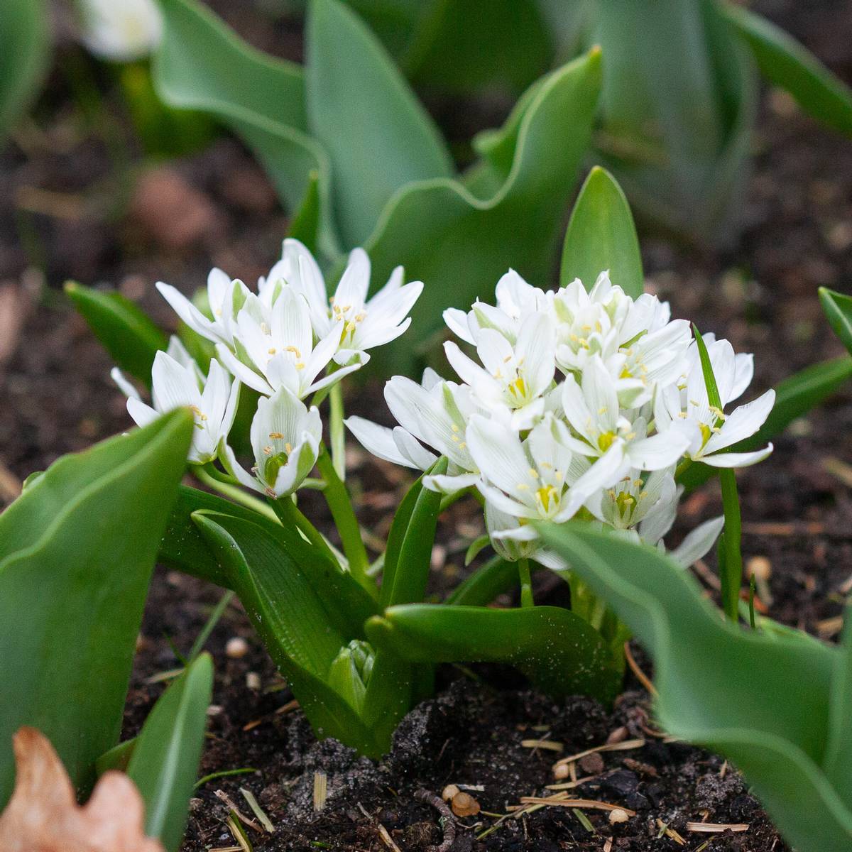 Fuglestjerne - Ornithogalum balansae - 10 stk