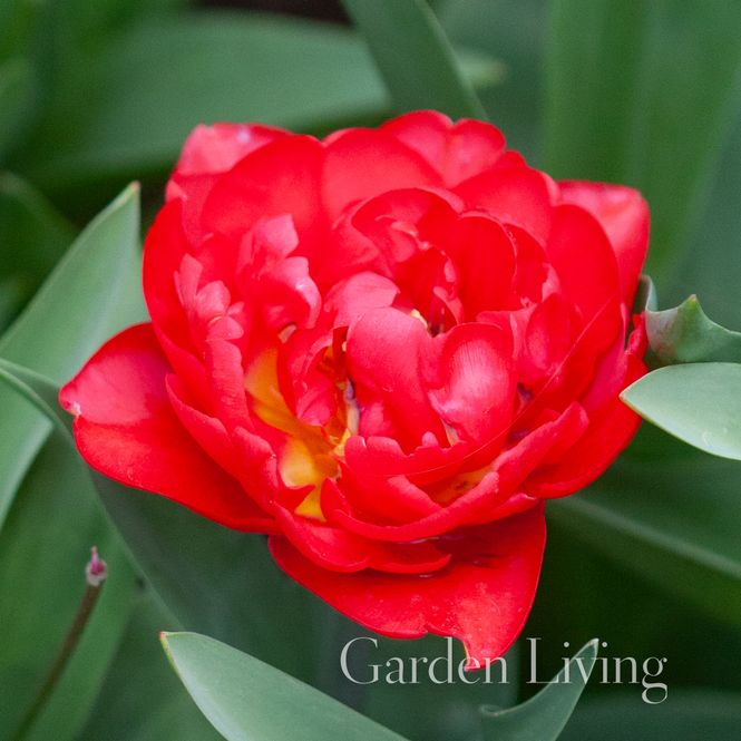 Hovedbilde Tulipan 'Pamplona',  sen dobbel - 7 stk