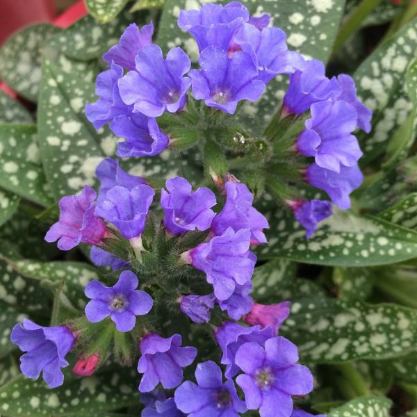 Hovedbilde Flekklungeurt 'Trevi Fountain' - Pulmonaria saccharata