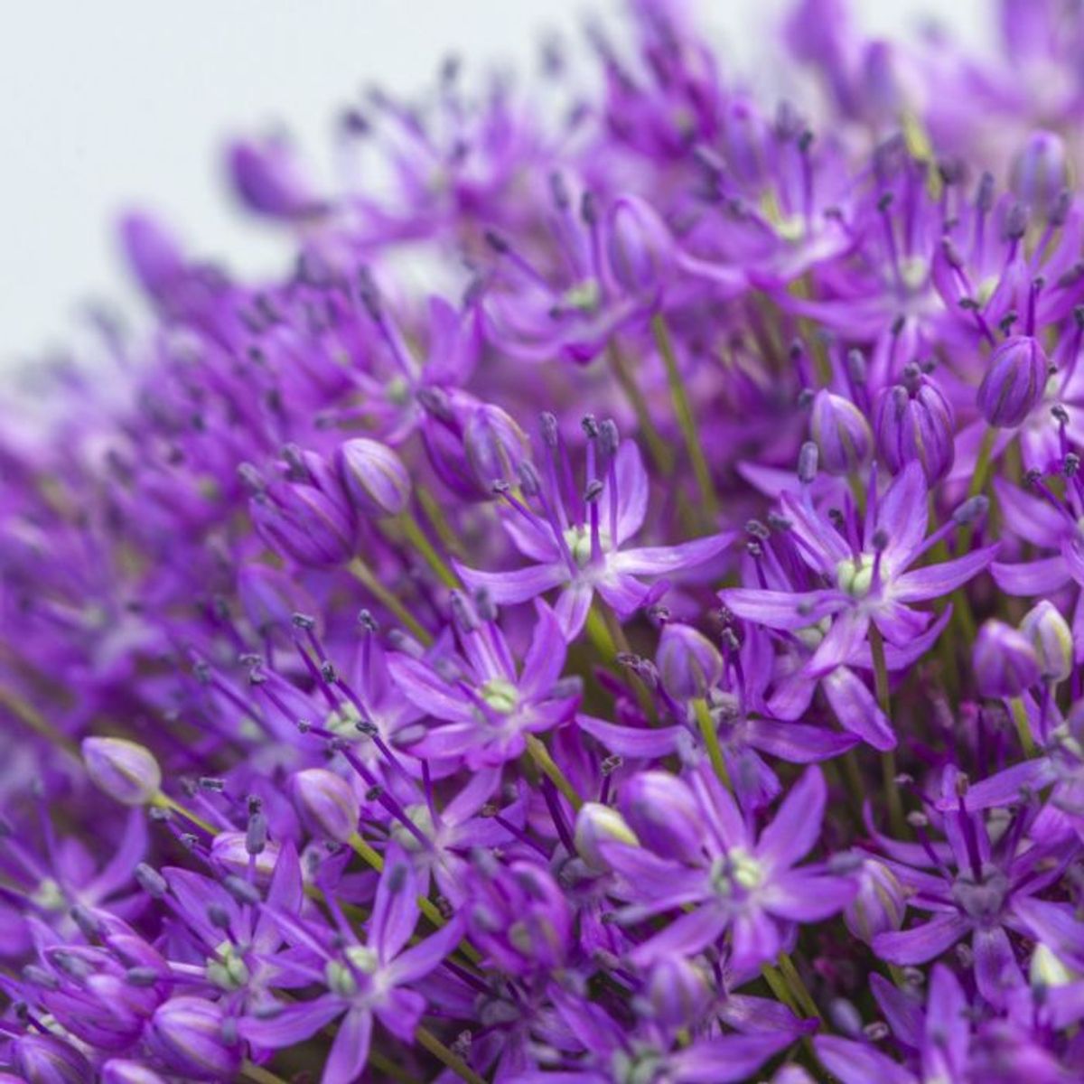 Kjempeløk 'Ambassador' - Allium giganteum - 1 stk