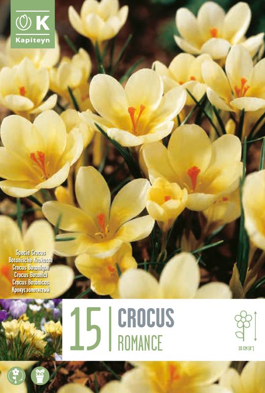 Begerkrokus 'Romance' - Crocus chrysanthus - 15 stk