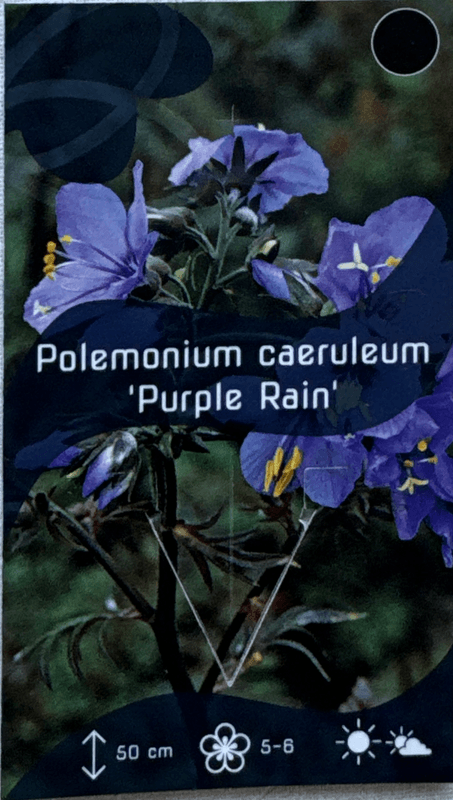 Flokk 'Purple Rain' - Polemonium yezoense var. hidakanum
