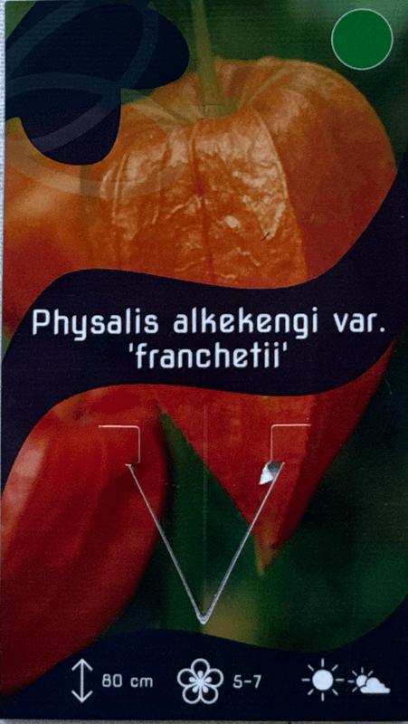 Japansk lykt - Physalis alkekengi var. franchetii