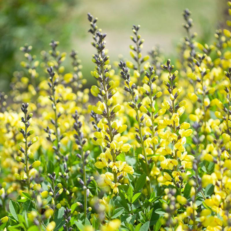 Fargeskolm 'Lemon Meringue' - Baptisia