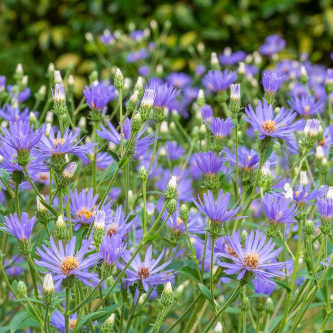 Hovedbilde Aster 'Twilight' - Eurybia × herveyi 