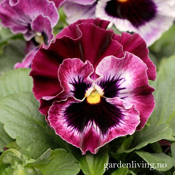 Hovedbilde Stemorsblomst 'Frizzle Sizzle Raspberry' - Viola ...