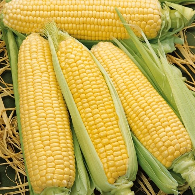Hovedbilde Mais 'Incredible' F1 - Zea mays 