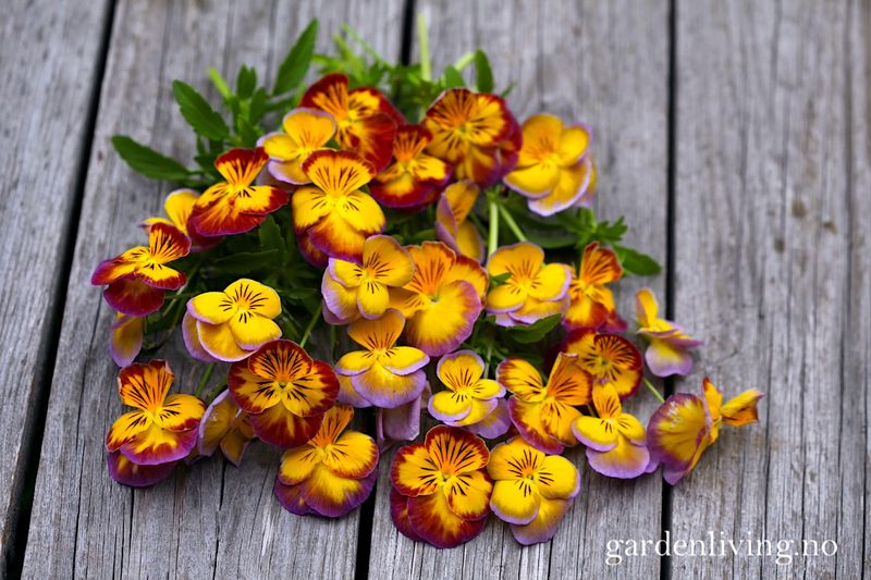 Stemorsblomst 'Ultima Radiance Mixed' - Viola x wittrockiana