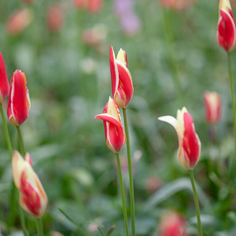 Clusiustulipan 'Cynthia',  Tulipa clusiana  - 10 stk
