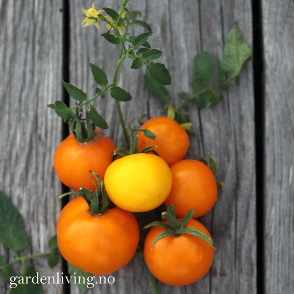 Hovedbilde Drivhustomat 'Golden Sunrise' - Lycopersicon lycopersi