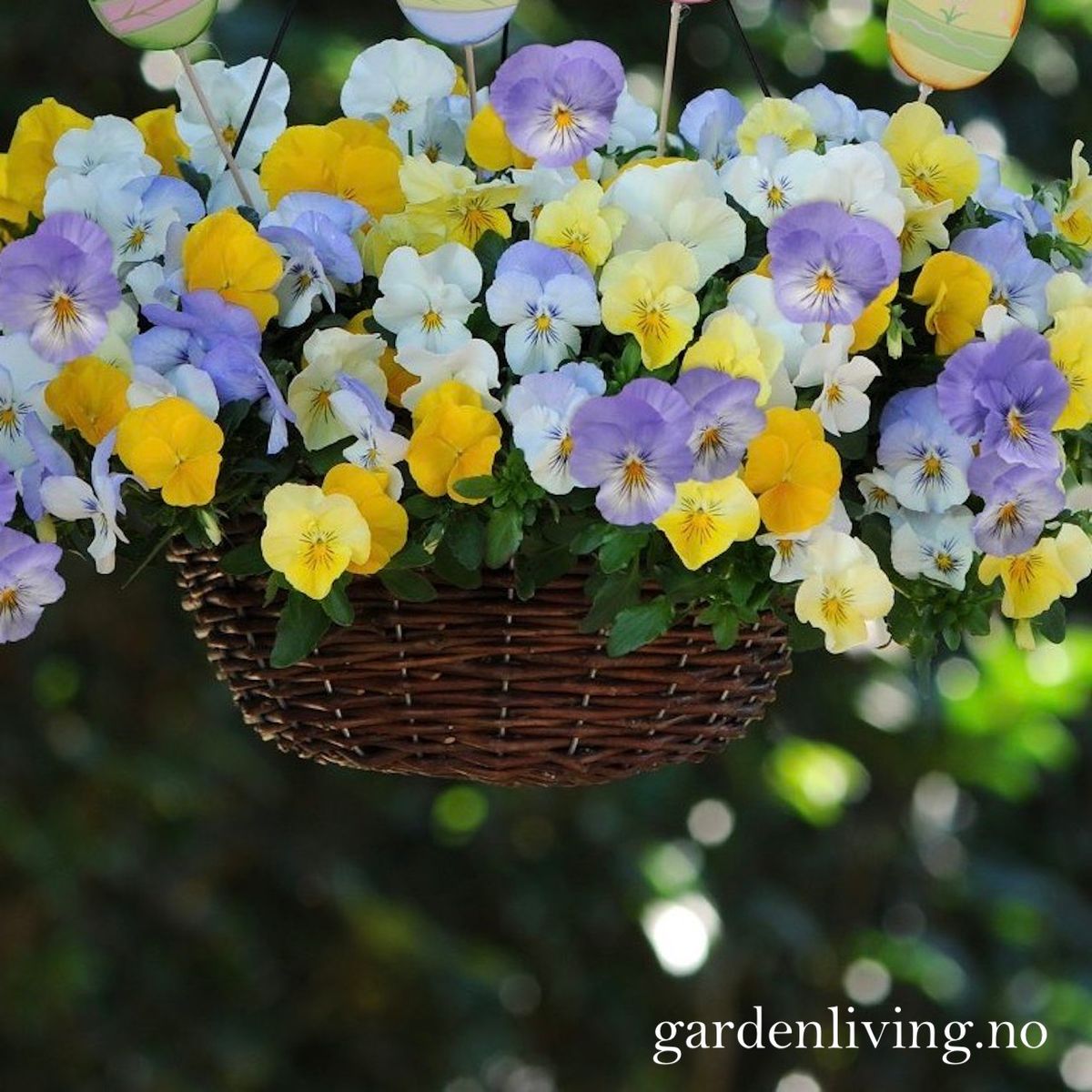 Stemorsblomst 'Cool Wave Pastel Mix' - Viola wittrockiana 