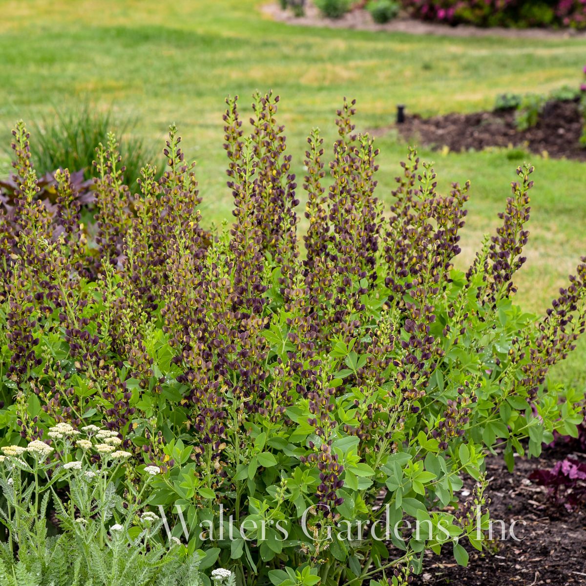 Fargeskolm Decadence® 'Dark Chocolate' - Baptisia XL